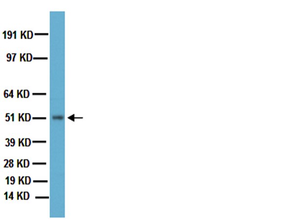 Brain Test: Level 191 bis Level 200 - Lösungen